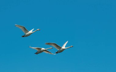 Three white swans are flying in the blue sky. Migratory birds return to their breeding sites. Clear blue sky with copy space