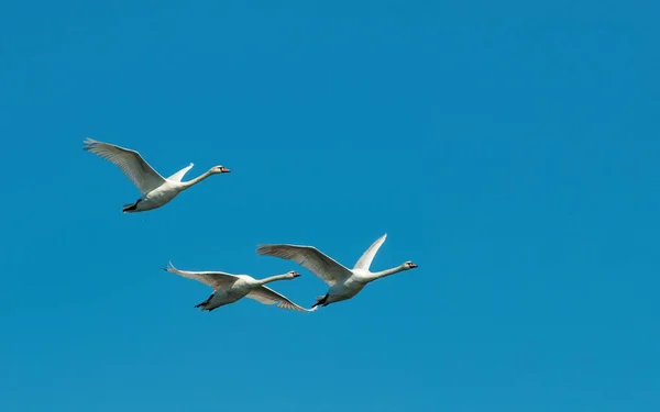 Three White Swans Flying Blue Sky Migratory Birds Return Breeding — стоковое фото