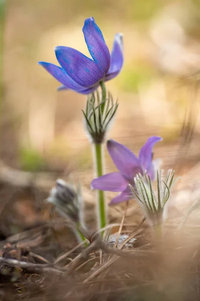 Schöne Pasque Oder Anemone Pulsatilla Patens Blüht Sonnigen Frühlingswald Wächst — Stockfoto