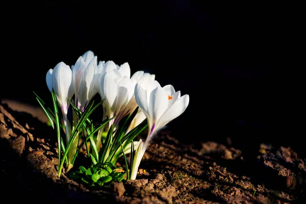 Beautiful Blooming White Crocuses Illuminated Sunlight Dark Background — Stock Photo, Image