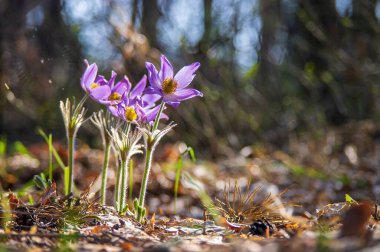 Güneşli bahar ormanlarında güzel pasque ya da yaban gülleri. Vahşi bir şekilde büyür ve açması baharın ilk işaretlerinden biridir. Doğu bayramı konsepti