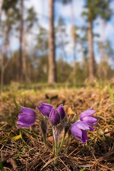 Schöne Pasque Oder Anemonenwildblumen Sonnigen Frühlingswald Sie Wächst Wild Und — Stockfoto