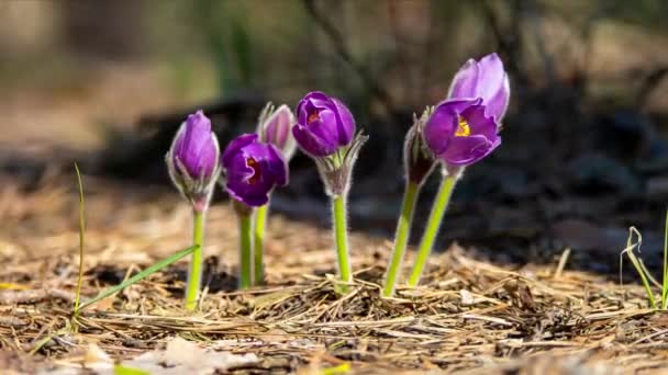 Gyönyörű Pasztell Virágok Nyílnak Erdőben Reggeli Napsütésben Méhecske Repül Virágok — Stock videók