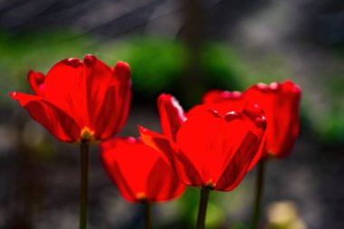Koyu arkaplanda kırmızı laleler. Güzel bahar konsepti Keukenhof, Hollanda