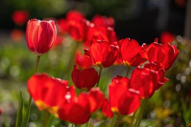 Çiçek tarhında kırmızı laleler çiçek açar. Çiçekler sabah güneşiyle geri döndü..