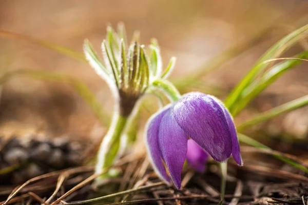 Schöne Pasque Oder Anemone Wilde Blume Sonniger Frühlingswiese Sie Wächst — Stockfoto