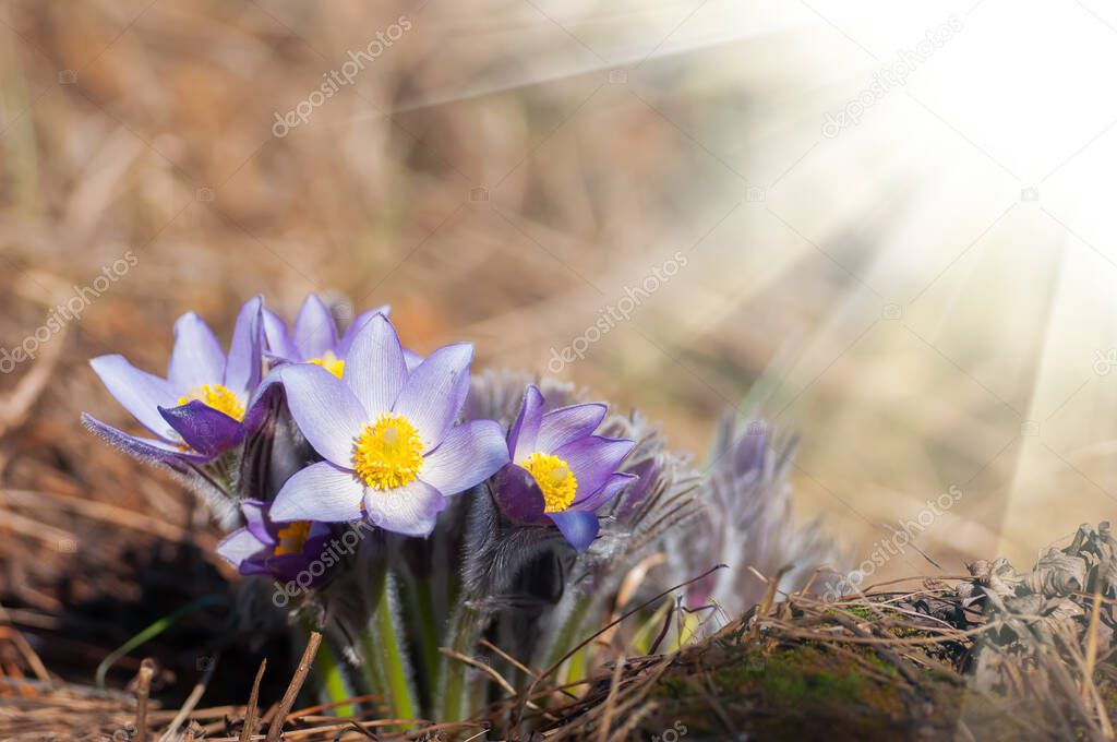 Beautiful purple pasque flower - Pulsatilla patens - in yellow hay at sunny spring day