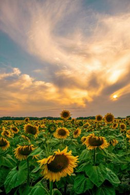 Ayçiçeği tarlasında muhteşem bir gün batımı. Günbatımı ışıklarıyla geri tepen ayçiçeği. Tarım kavramı geçmişi.