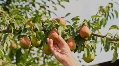 Farmer's hand plucks a ripe yellow-red pear from a branch. Group of red-yellow ripe pears on branch of pear tree growing in the garden in harvest season Harvest concept.