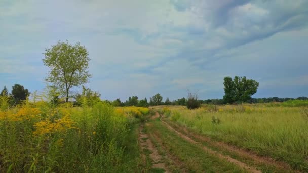 Dirt Winding Road Meadow Yellow Wildflowers Swinging Wind Thunderstorm Summertime — Stock Video