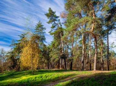 Beautiful scenery with yellowed birch tree on the edge of the pine grove at sunny autumn day. Picturesque sky. Autumn nature landscape.