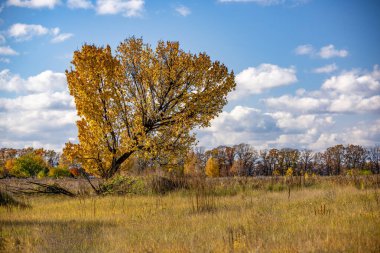 Lone inclined tree on the autumn meadow. Fluffy clouds in the sky. Amazing view on colorful scenic nature.