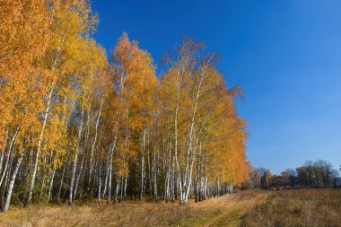 Beautiful scenery with the edge of the birch grove at sunny autumn day. Yellow foliage and stems of birch trees. Autumn nature landscape.