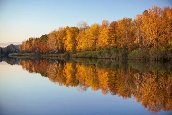 Beautiful autumn scenery with line of yellowed trees mirrored in calm water. Soft sunset light