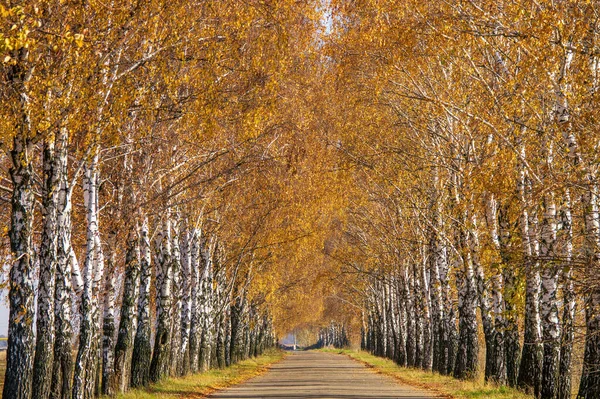 Tunnel with two lines of yellowed birch trees. Scenic road at sunny autumn day