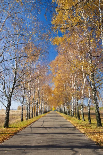 Scenic road with two lines of yellowed birch trees at sunny autumn day