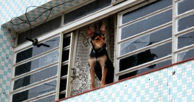 Köpek pencerenin yanında durup mahalleye bakıyor. Meraklı hayvan gözlemi