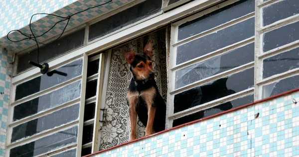 Dog Standing Window Looking Out Neighborhood Curious Animal Observing — Foto Stock