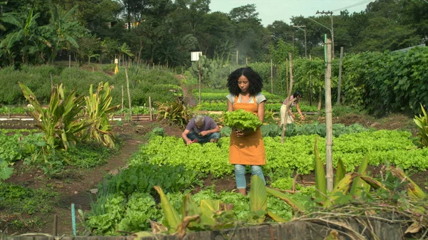 농장에서 일하는 사람들 이유기 식품을 재배하고 — 스톡 사진