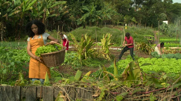 从事小型社区农业的城市农民 一起种植蔬菜的人群 — 图库照片