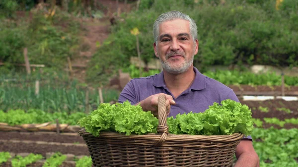 Homem Mais Velho Mostrando Cesta Alfaces Orgânicas Fazenda Orgânica Comunitária — Fotografia de Stock