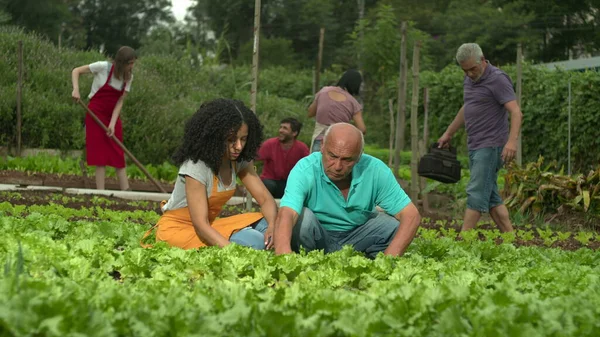 Group Small Farmers Cultivating Organic Vegetables Urban Community Farm — Stok Foto