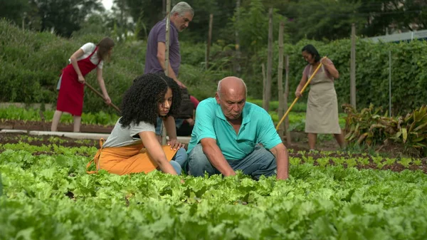 Pertanian Masyarakat Orang Yang Menanam Selada Organik Dan Sayur Sayuran — Stok Foto