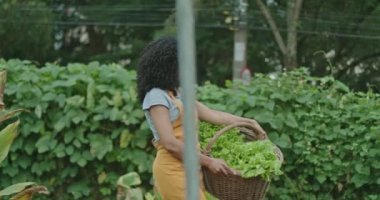 One black woman holding basket carrying vegetables at urban farm wearing apron. Person carries organic food outdoors