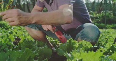 Küçük erkek çiftçi organik marullarını yetiştiriyor. Toprak kalitesini gözlemleyen kişi tarlada çalışan çiftçiyi yakından takip ediyor ve ellerindeki toprağı kokluyor.