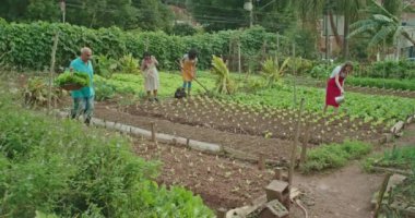 People growing food at local city urban farm. Group of community farmers cultivating green vegetables. Small agriculture and sustainability concept