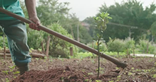 Один Пожилой Человек Сажает Дерево Сельскохозяйственным Оборудованием Старший Человек Ухаживающий — стоковое видео