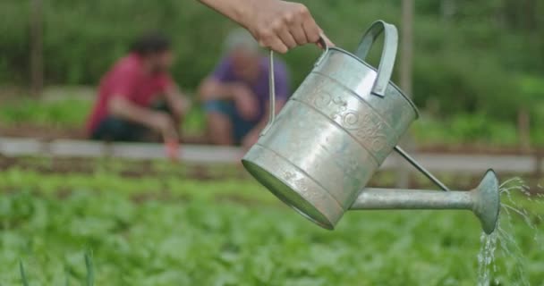 Closeup Hand Watering Plants Traditional Watering Can — Stockvideo