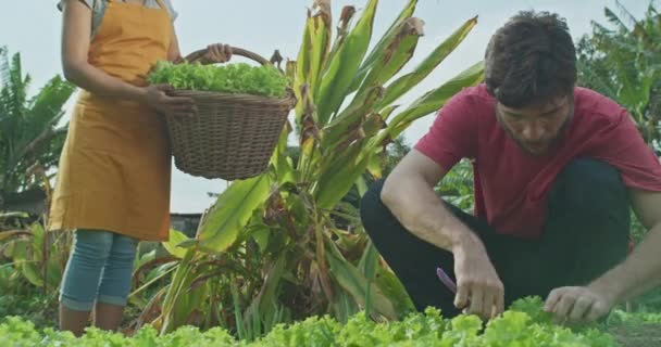 Young People Cultivating Lettuces Small Organic Farm Young Urban Farmer — Vídeo de Stock