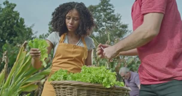Diverse Small Community Farm Man Cutting Piece Lettuce Giving Female — Vídeo de Stock