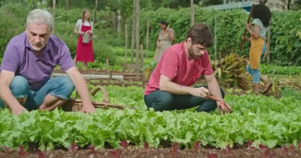 Family Growing Food Small Communitarian Farm Urban Community Garden Adult — Vídeo de Stock