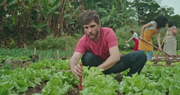 Young Urban Farmer Cutting Lettuce Growing Organic Food Group Farmers — 图库视频影像