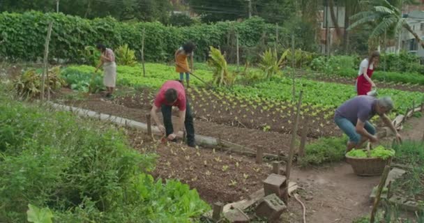 People Growing Food Urban Farm Group Men Women Working Small — 비디오
