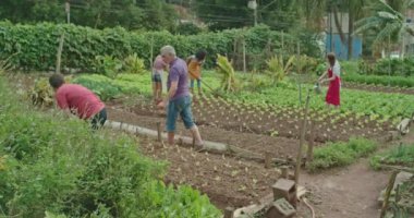 Community urban farmers growing food at small organic city farm. Local people cultivating green vegetables at farm