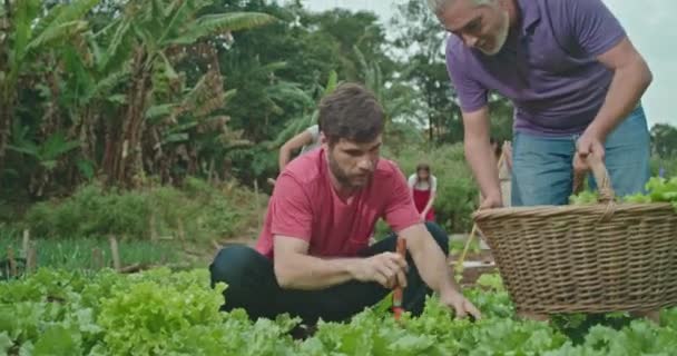 Menschen Die Gemeinschaftsgarten Lebensmittel Anbauen Erwachsener Sohn Schneidet Salat Und — Stockvideo