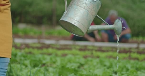 Jedna Czarna Kobieta Podlewa Rośliny Jedzenie Puszką Osoba Nawadniająca Gospodarstwo — Wideo stockowe