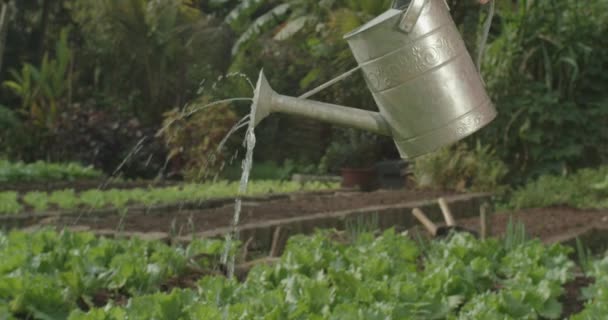 Closeup Watering Can Watering Plants Small Organic Farm — Stock videók
