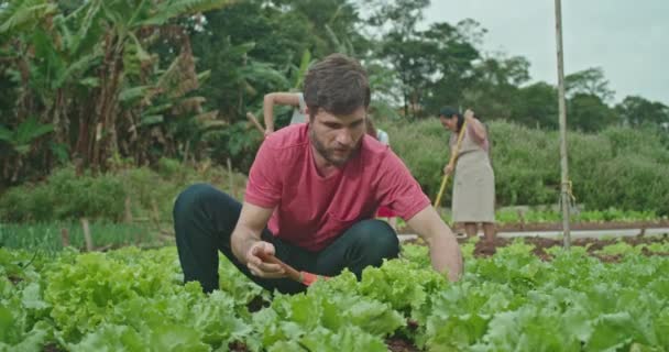 People Cultivating Organic Food Urban City Farm Community Garden Growing — Vídeo de Stock