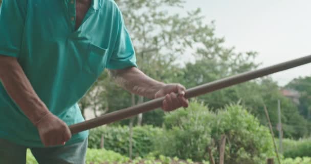 Один Старшеклассников Сажает Саженцы Человек Копающий Яму Сельскохозяйственным Оборудованием Сажающий — стоковое видео