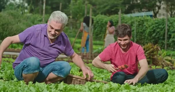 Urban Community Farmers Looking Camera Smiling Family Growing Organic Lettuces — Video
