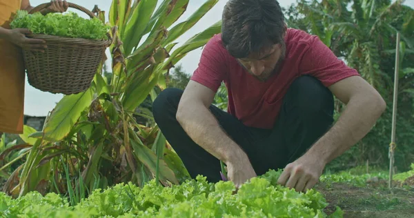 Jovens Cultivando Alfaces Pequenas Fazendas Orgânicas Jovem Agricultor Urbano Homem — Fotografia de Stock