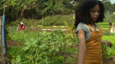 Urban farmers working on small community agriculture. Group of people growing vegetables together