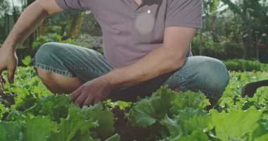 Küçük erkek çiftçi organik marullarını yetiştiriyor. Toprak kalitesini gözlemleyen kişi tarlada çalışan çiftçiyi yakından takip ediyor ve ellerindeki toprağı kokluyor.