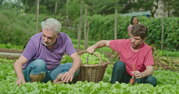 Pai Filho Adulto Cultivando Comida Pequena Fazenda Orgânica Pessoas Cultivar — Fotografia de Stock