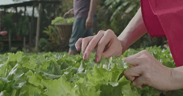 Closeup Female Hands Touching Fresh Lettuces Small Community Farm Woman — Stok Foto