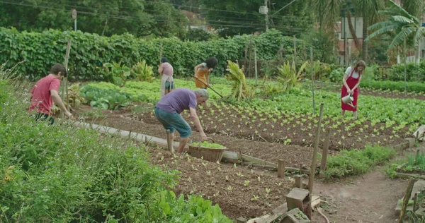Kentsel Küçük Tarım Çiftliğinde Yiyecek Yetiştiren Bir Grup Çiftçi Nsanlar — Stok fotoğraf